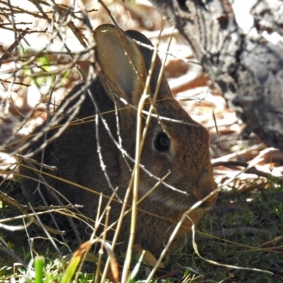 Oryctolagus cuniculus (European Rabbit) at Fyshwick, ACT - 31 Mar 2019 by RodDeb