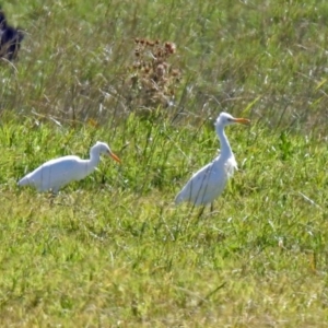 Bubulcus coromandus at Fyshwick, ACT - 31 Mar 2019