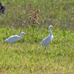 Bubulcus coromandus (Eastern Cattle Egret) at Jerrabomberra Wetlands - 31 Mar 2019 by RodDeb