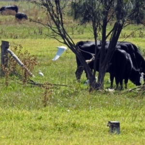 Bubulcus coromandus at Fyshwick, ACT - 31 Mar 2019