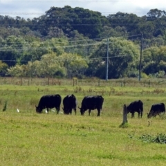 Bubulcus coromandus at Fyshwick, ACT - 31 Mar 2019