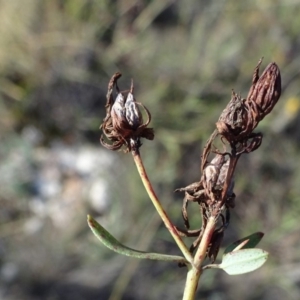 Hypericum perforatum at Barton, ACT - 31 Mar 2019 04:46 PM