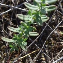 Hypericum perforatum at Barton, ACT - 31 Mar 2019