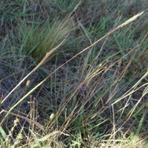 Bothriochloa macra at Barton, ACT - 31 Mar 2019