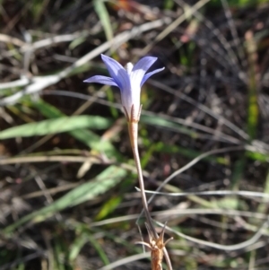 Wahlenbergia capillaris at Barton, ACT - 31 Mar 2019