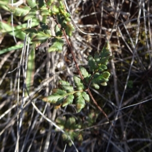 Cheilanthes austrotenuifolia at Barton, ACT - 31 Mar 2019 05:04 PM