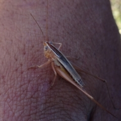 Conocephalus sp. (genus) (A Tussock Katydid) at Barton, ACT - 31 Mar 2019 by JanetRussell