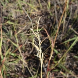 Aristida ramosa at Barton, ACT - 31 Mar 2019 05:25 PM