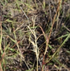 Aristida ramosa (Purple Wire Grass) at Barton, ACT - 31 Mar 2019 by JanetRussell