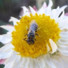 Lasioglossum (Chilalictus) sp. (genus & subgenus) (Halictid bee) at National Arboretum Woodland - 31 Mar 2019 by AndyRussell