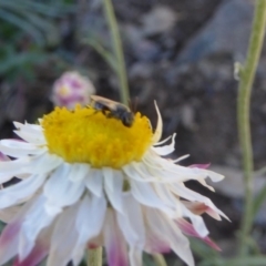 Lasioglossum (Chilalictus) sp. (genus & subgenus) at Molonglo Valley, ACT - 31 Mar 2019 01:35 PM