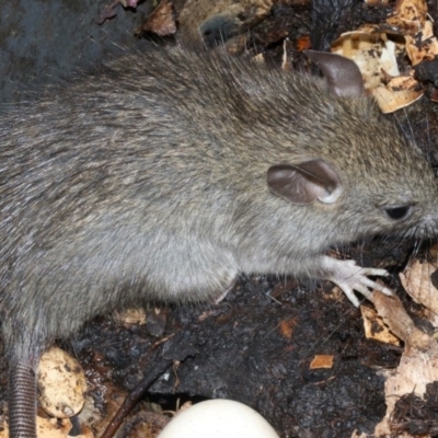 Rattus rattus (Black Rat) at Rosedale, NSW - 29 Mar 2019 by jb2602