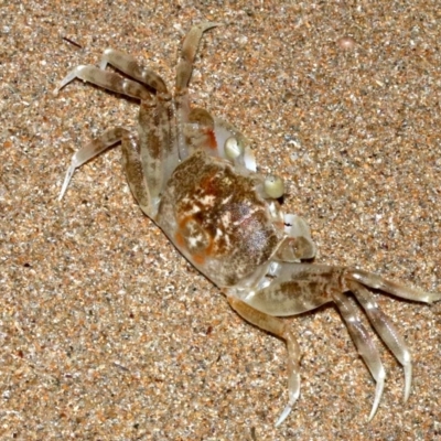 Unidentified Crab at Rosedale, NSW - 29 Mar 2019 by jbromilow50