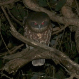 Ninox boobook at Rosedale, NSW - 30 Mar 2019 10:59 PM