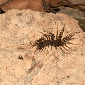 Scutigeridae (family) at Rosedale, NSW - 29 Mar 2019 08:14 PM