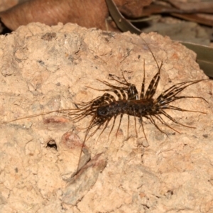 Scutigeridae (family) at Rosedale, NSW - 29 Mar 2019