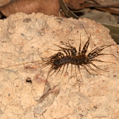 Scutigeridae (family) (A scutigerid centipede) at Rosedale, NSW - 29 Mar 2019 by jb2602