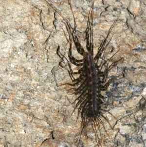 Thereuopoda longicornis at Rosedale, NSW - 29 Mar 2019 09:10 PM