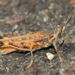 Urnisa guttulosa (Common Urnisa) at Hackett, ACT - 27 Mar 2019 by TimL