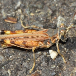 Urnisa guttulosa at Hackett, ACT - 27 Mar 2019 01:57 PM