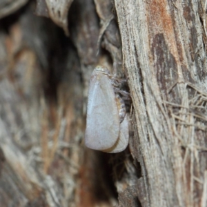 Anzora unicolor at Hackett, ACT - 27 Mar 2019 12:51 PM