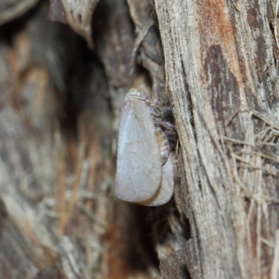 Anzora unicolor (Grey Planthopper) at Hackett, ACT - 27 Mar 2019 by TimL