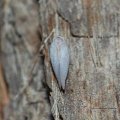 Anzora unicolor at Hackett, ACT - 27 Mar 2019 12:51 PM