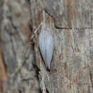 Anzora unicolor at Hackett, ACT - 27 Mar 2019 12:51 PM