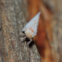 Anzora unicolor at Hackett, ACT - 27 Mar 2019