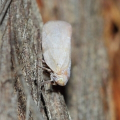 Anzora unicolor at Hackett, ACT - 27 Mar 2019 12:51 PM