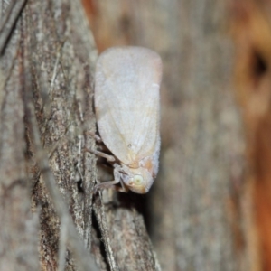 Anzora unicolor at Hackett, ACT - 27 Mar 2019