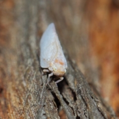 Anzora unicolor at Hackett, ACT - 27 Mar 2019