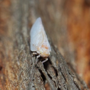 Anzora unicolor at Hackett, ACT - 27 Mar 2019 12:51 PM