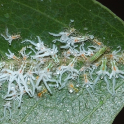 Protyora sterculiae (Kurrajong star psyllid) at Acton, ACT - 27 Mar 2019 by TimL