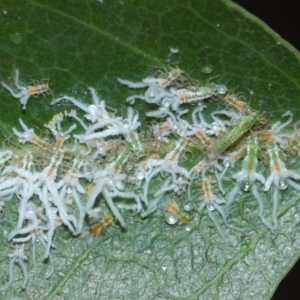 Protyora sterculiae at Acton, ACT - 27 Mar 2019