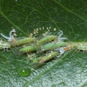 Protyora sterculiae at Acton, ACT - 27 Mar 2019