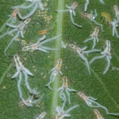 Protyora sterculiae at Acton, ACT - 27 Mar 2019