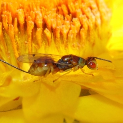 Torymidae (family) (Torymid wasp) at ANBG - 31 Mar 2019 by TimL