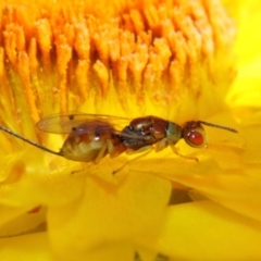 Torymidae (family) (Torymid wasp) at Acton, ACT - 31 Mar 2019 by TimL