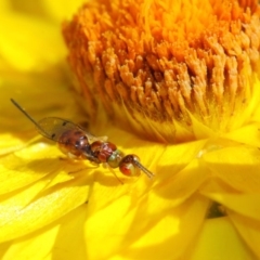 Torymidae (family) at Acton, ACT - 31 Mar 2019 01:50 PM