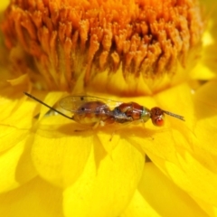 Torymidae (family) at Acton, ACT - 31 Mar 2019 01:50 PM