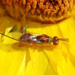 Torymidae (family) at Acton, ACT - 31 Mar 2019