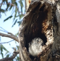 Aegotheles cristatus (Australian Owlet-nightjar) at Red Hill Nature Reserve - 27 Mar 2019 by roymcd
