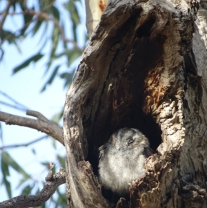 Aegotheles cristatus at Garran, ACT - 28 Mar 2019