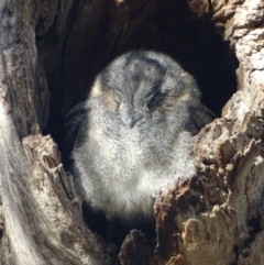 Aegotheles cristatus at Garran, ACT - 28 Mar 2019