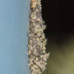 Anestia (genus) at Acton, ACT - 31 Mar 2019