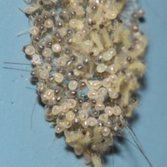 Anestia (genus) at Acton, ACT - 31 Mar 2019