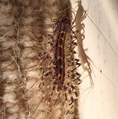 Allothereua maculata (A House Cetipede) at Mirador, NSW - 30 Mar 2019 by hynesker1234