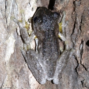 Litoria peronii at Rosedale, NSW - 29 Mar 2019