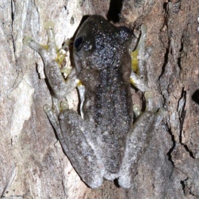 Litoria peronii (Peron's Tree Frog, Emerald Spotted Tree Frog) at Rosedale, NSW - 29 Mar 2019 by jb2602